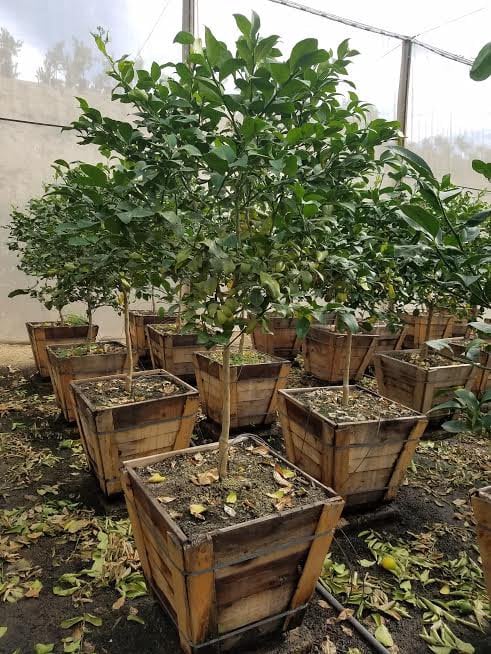 Photo for Citrus limon 'Meyer Improved' (Improved Meyer Lemon)