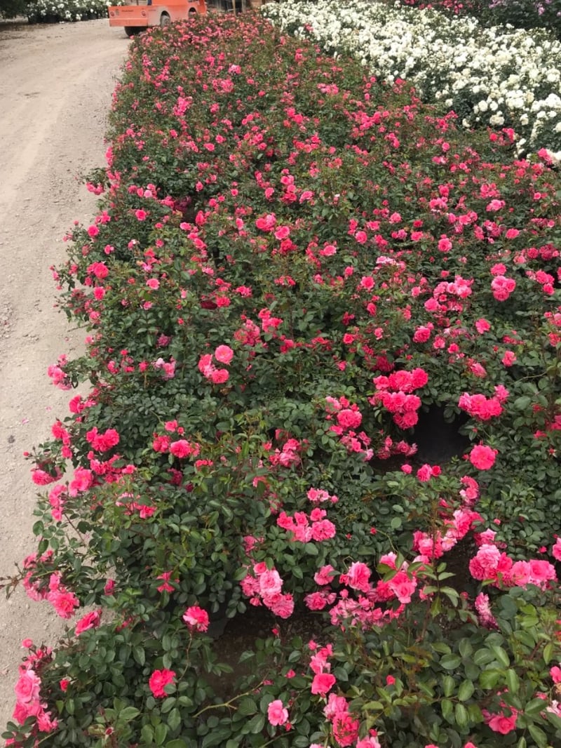 Photo for Rosa 'Korpancom' (Electric Blanket Rose)