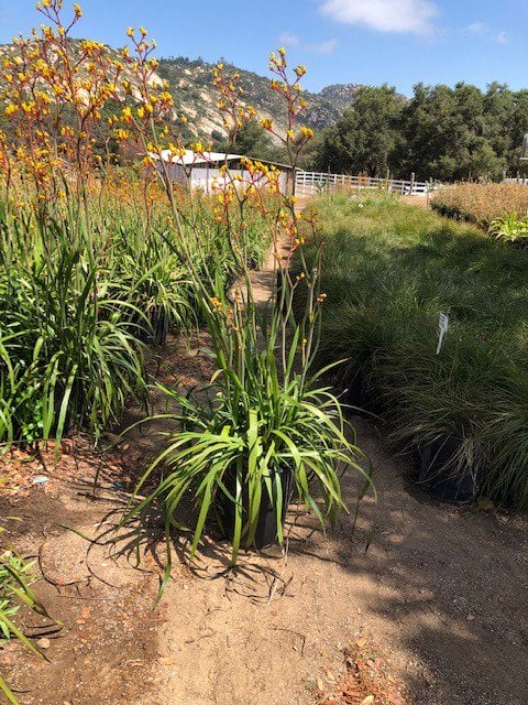 Photo for Anigozanthos flavidus (Kangaroo Paw)
