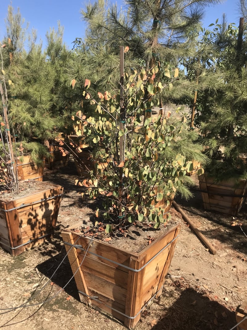 Photo for Cercis occidentalis (Western Redbud)