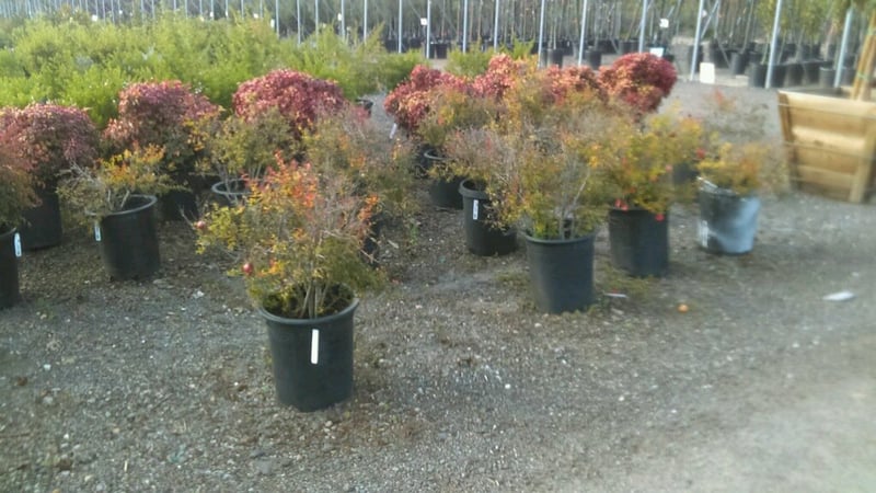 Photo for Punica granatum ‘Nana’ (Dwarf Pomegranate)