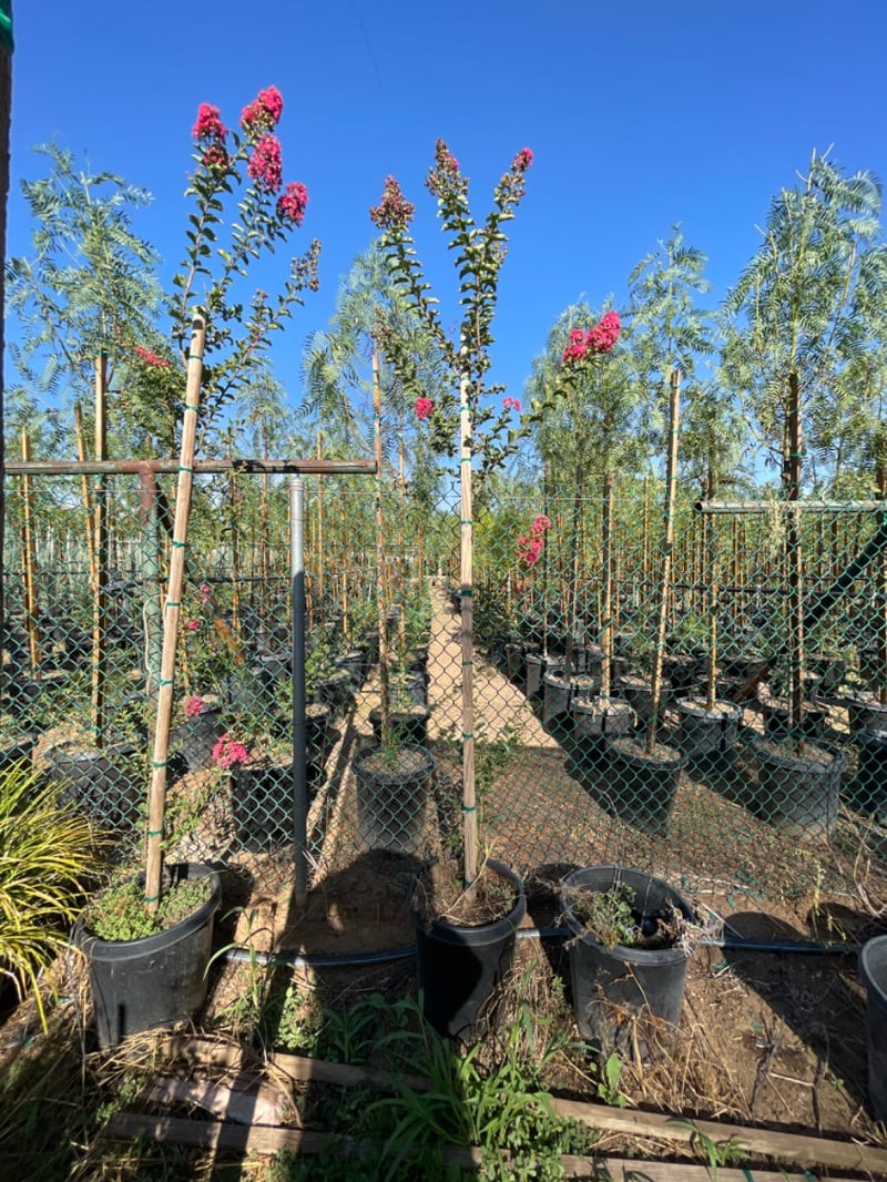 Photo for Lagerstroemia indica 'Pink' (Pink Crape Myrtle)