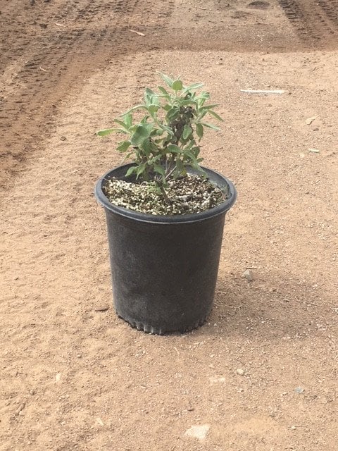 Photo for Salvia leucophylla 'Point Sal' (Low Purple Sage)