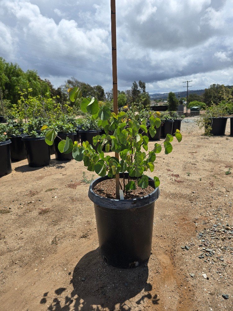 Photo for Cercis occidentalis (Multi) (Western Redbud)