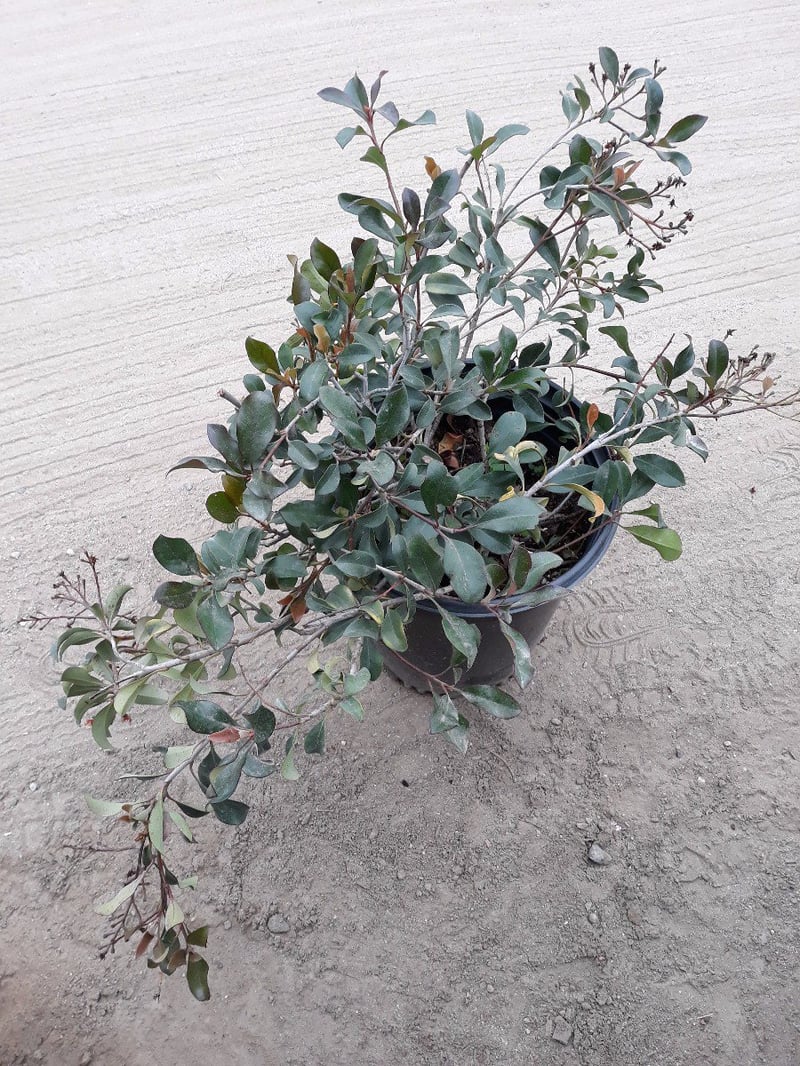 Photo for Rhaphiolepis indica 'Ballerina' (Ballerina Indian Hawthorn)