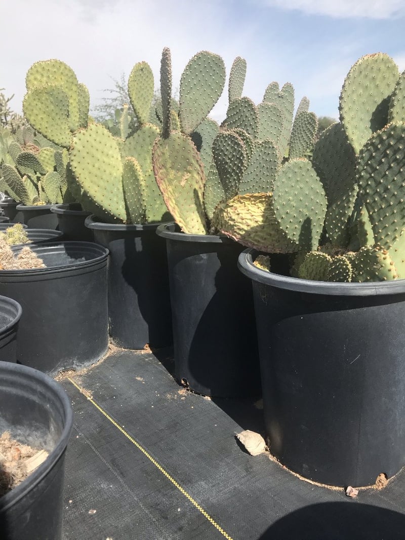 Photo for Opuntia basilaris (Beavertail Cactus)