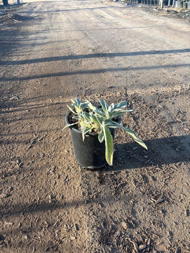 Photo for Stachys byzantina 'Silver Carpet' (Silver Carpet Lamb's Ears)