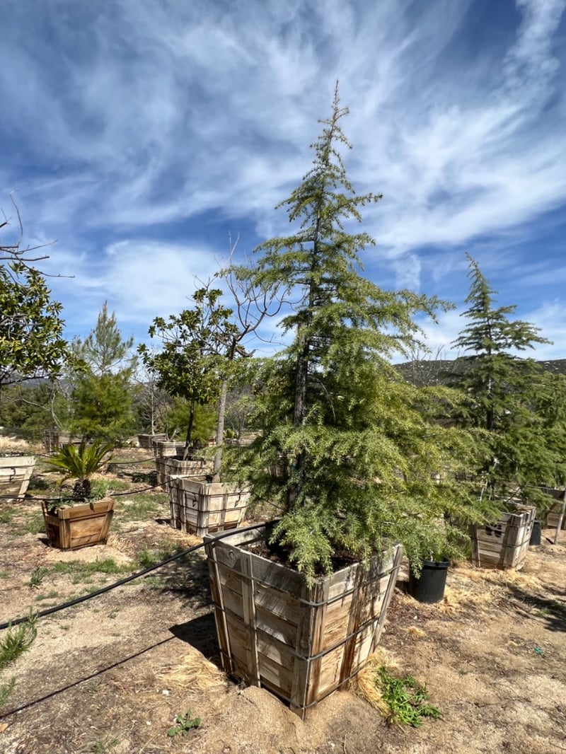 Photo for Cedrus deodara (Deodar Cedar)