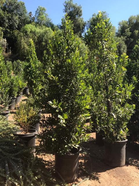 Photo for Prunus caroliniana 'Bright 'n Tight' ('Compacta') (COLUMN) (Bright 'N Tight ('Compacta') Carolina Laurel Cherry)