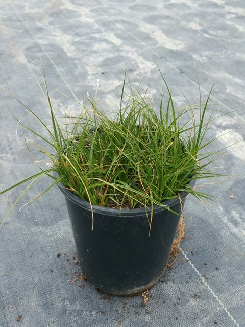 Photo for Carex pansa (California Meadow Sedge)