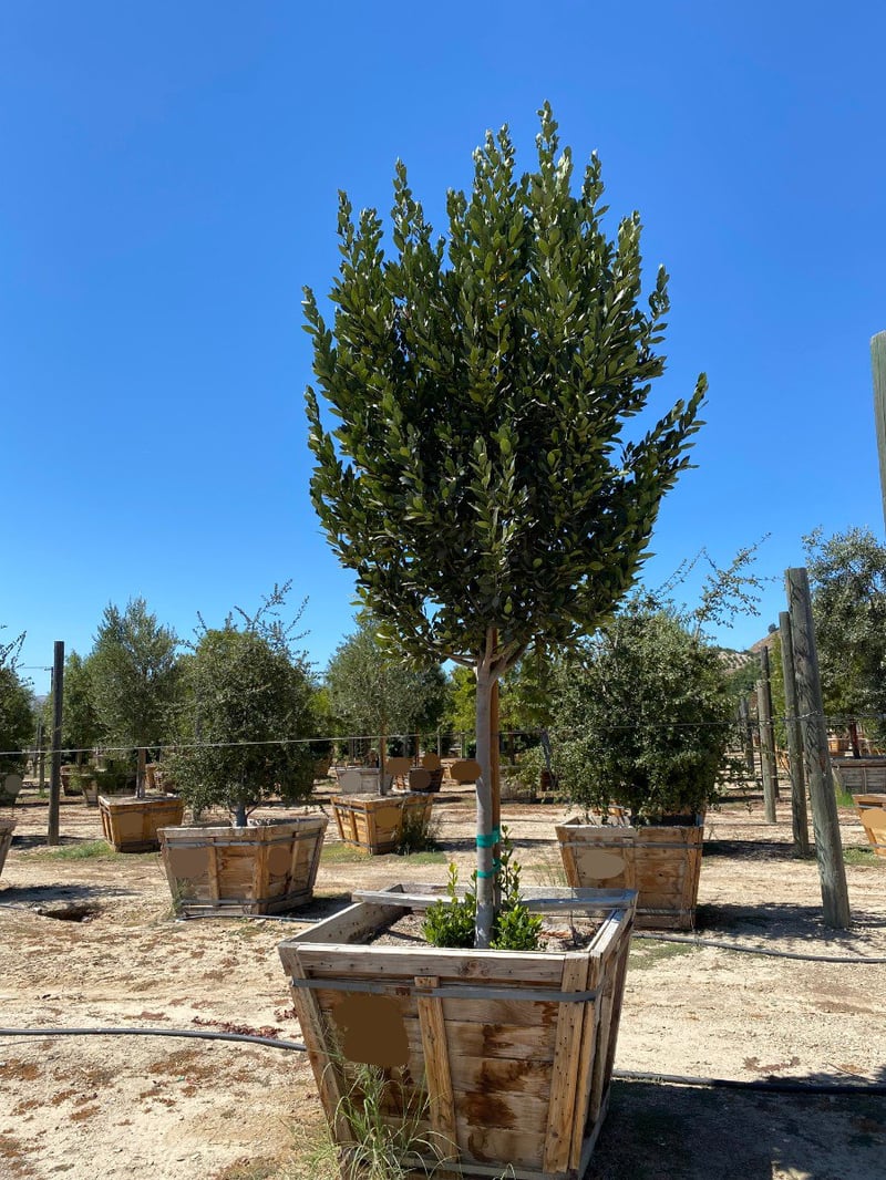 Photo for Laurus nobilis (Standard) (Sweet bay)