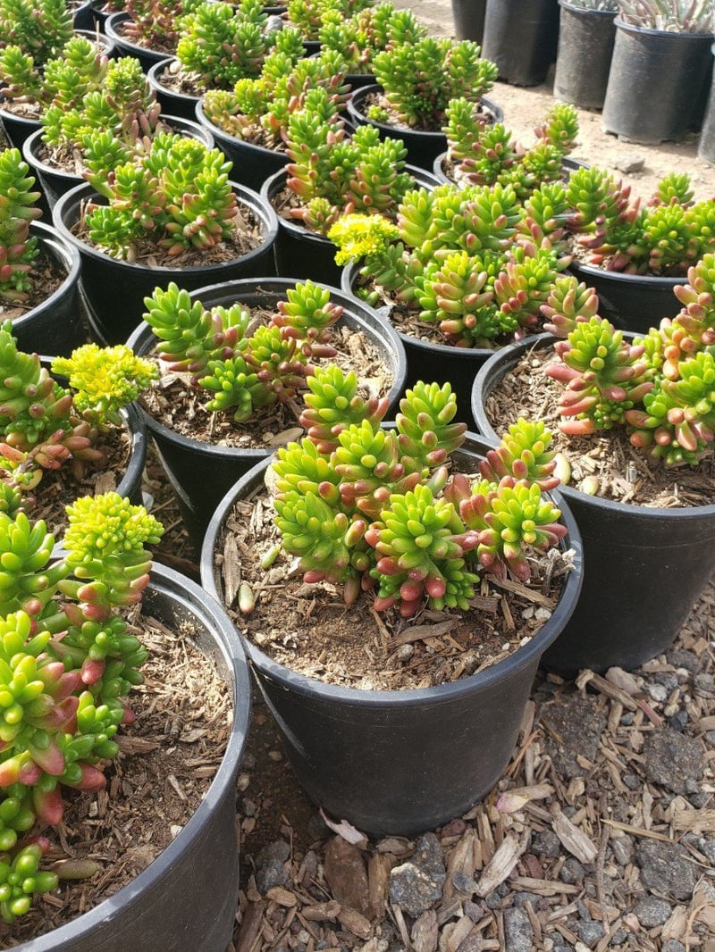 Photo for Sedum rubrotinctum (Pork and Beans, Jelly Beans)