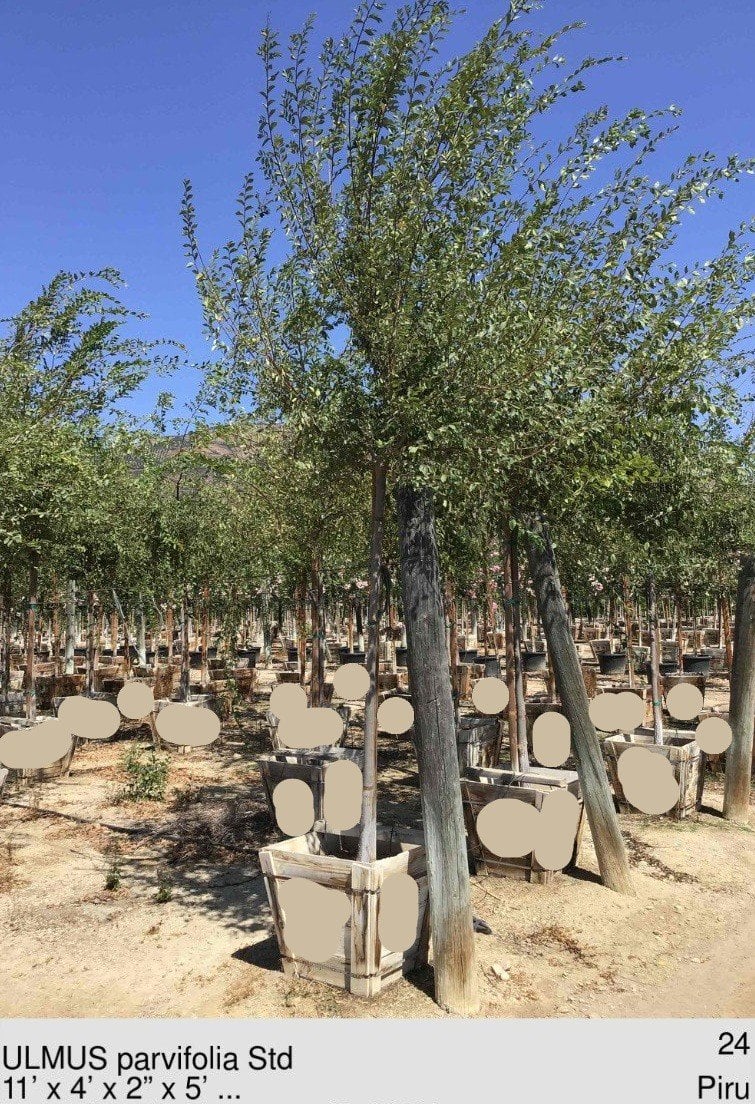 Photo for Ulmus parvifolia (Chinese Elm, Lacebark Elm)