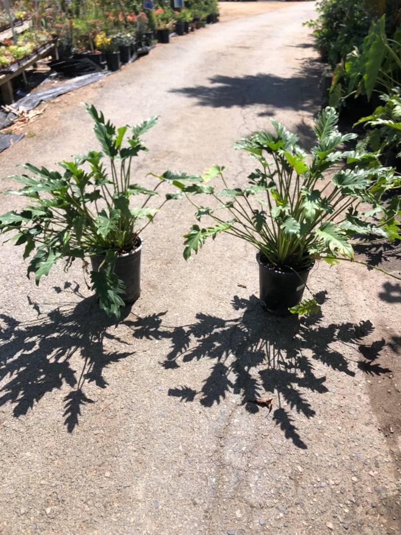 Photo for Philodendron 'Xanadu' (Xanadu Philodendron)