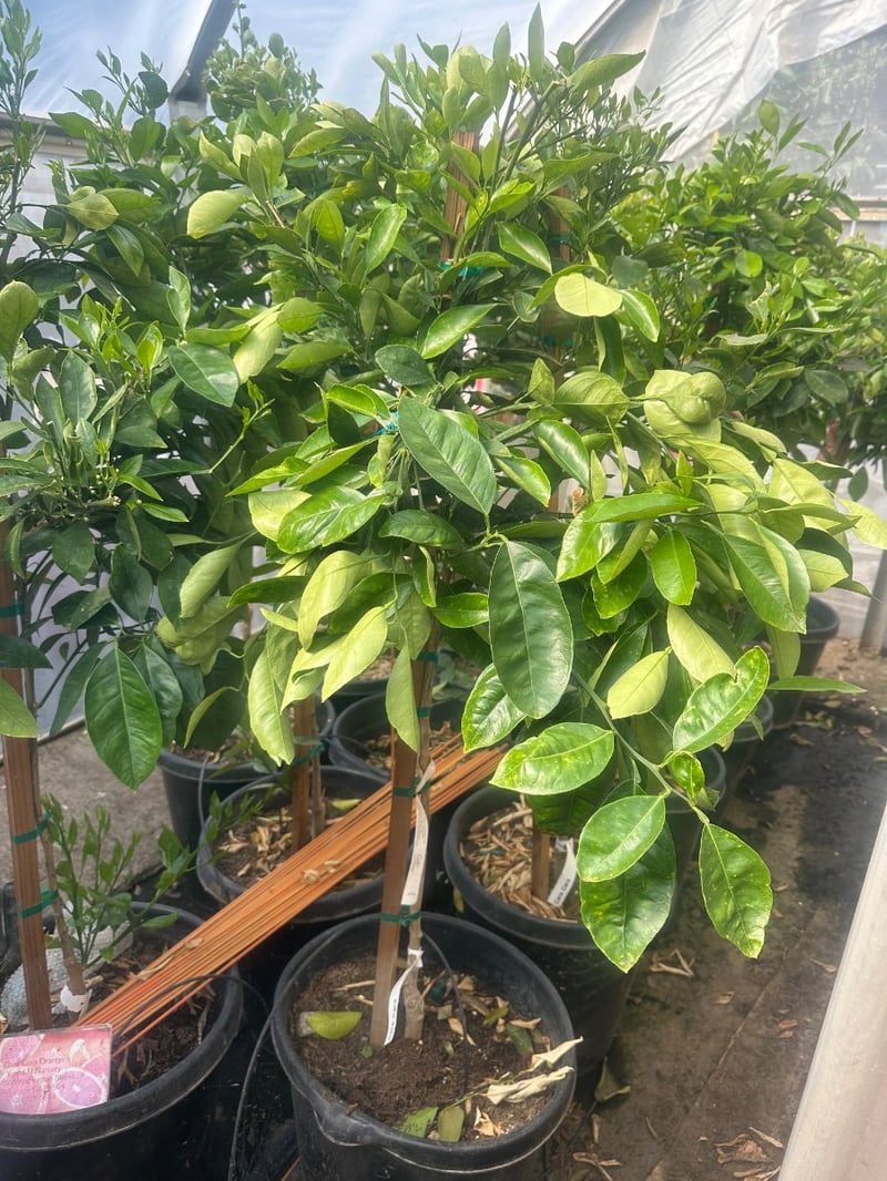 Photo for Citrus sinensis 'Cara Cara' (Cara Cara Pink Navel Orange)