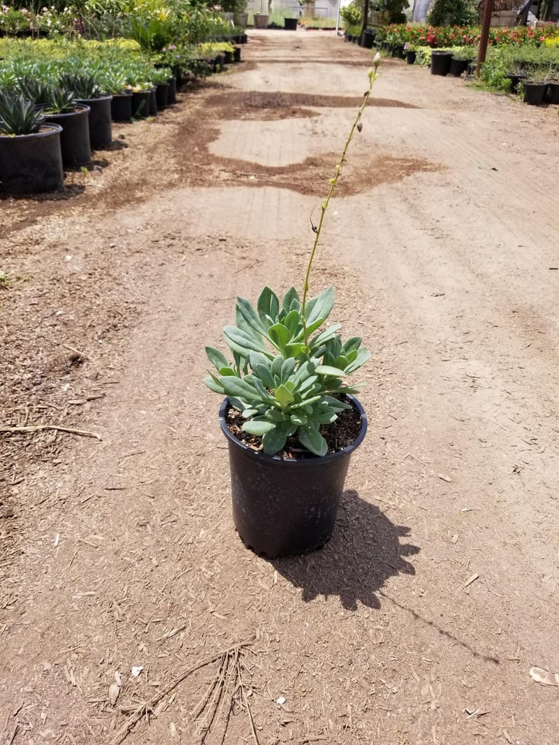 Photo for Calandrinia spectabilis (Rock Purslane)