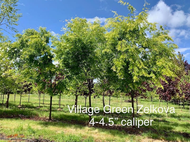 Photo for Zelkova serrata 'Village Green' (Village Green Zelkova)