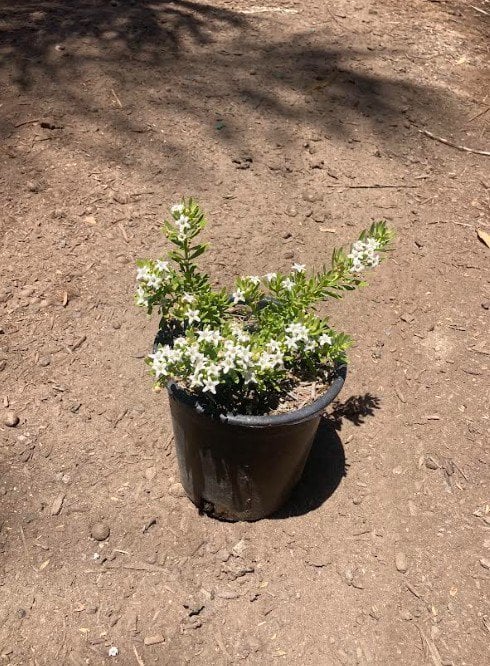 Photo for Myoporum parvifolium (Creeping Myoporum)