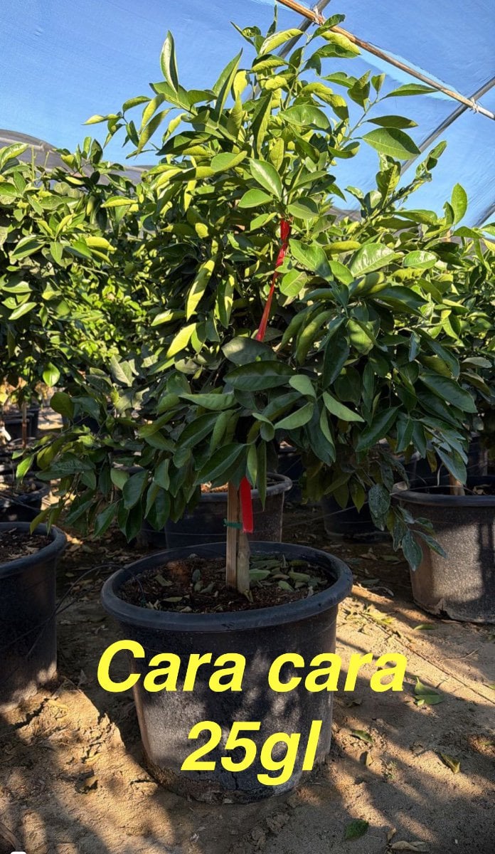 Photo for Citrus sinensis 'Cara Cara' (Cara Cara Pink Navel Orange)