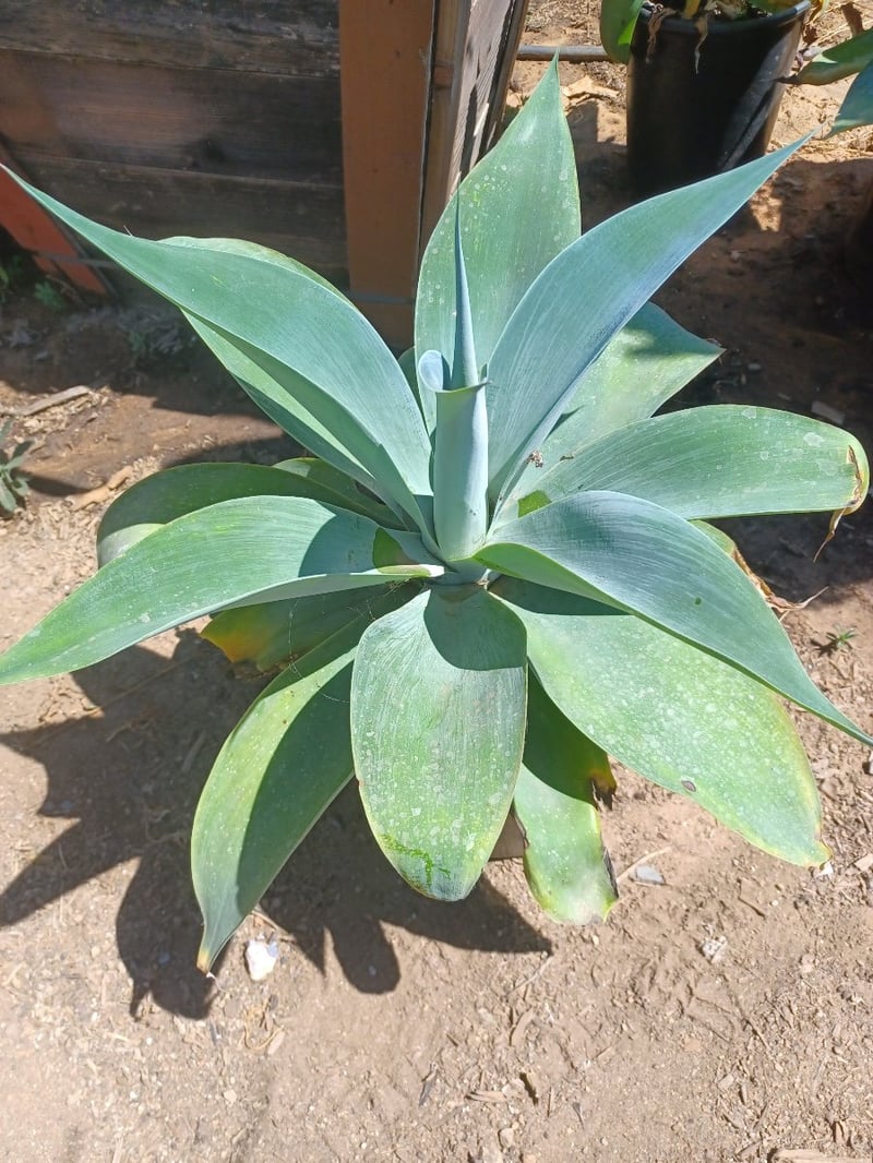 Photo for Agave attenuata 'Nova' (Blue Fox Tail Agave)
