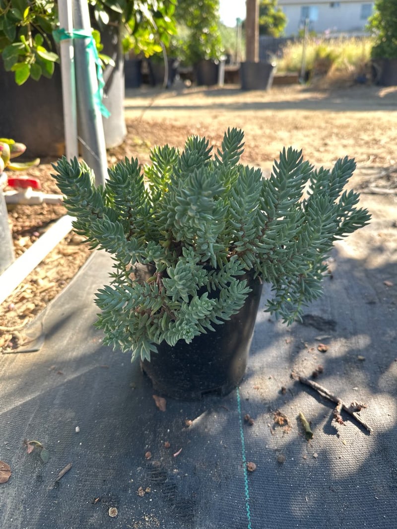 Photo for Sedum reflexum 'Blue Spruce' (Blue Spruce Stonecrop)