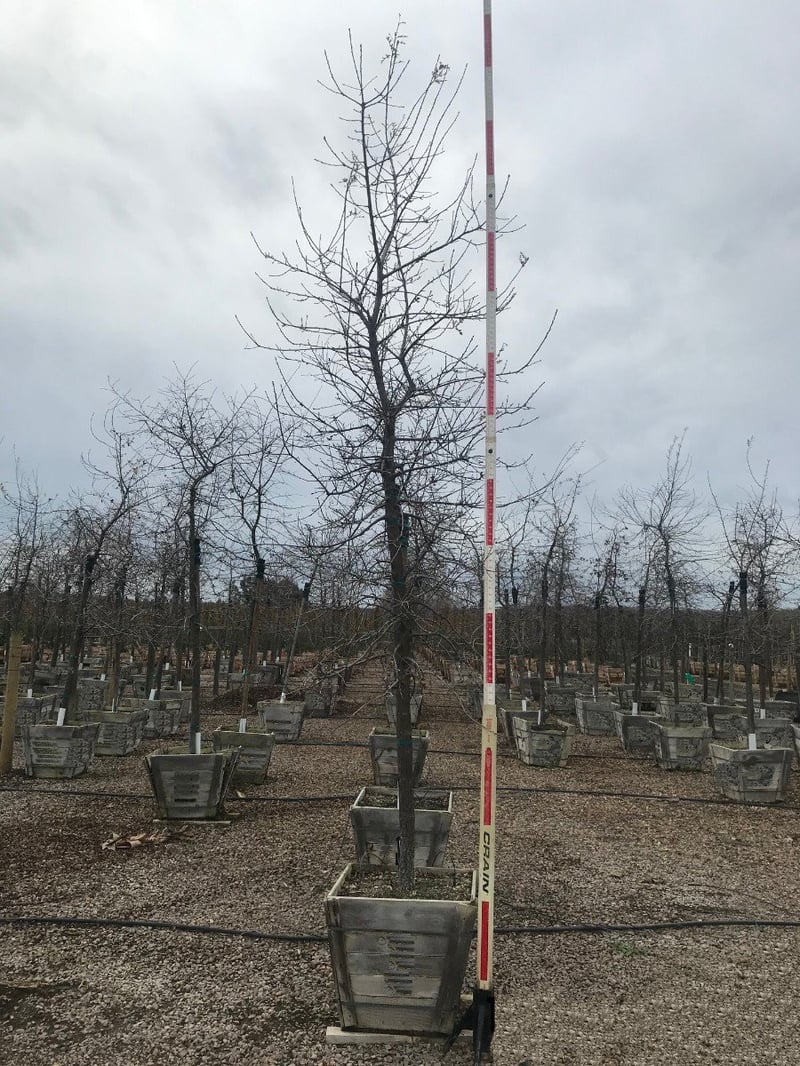 Photo for Quercus lobata (Standard) (Valley Oak)