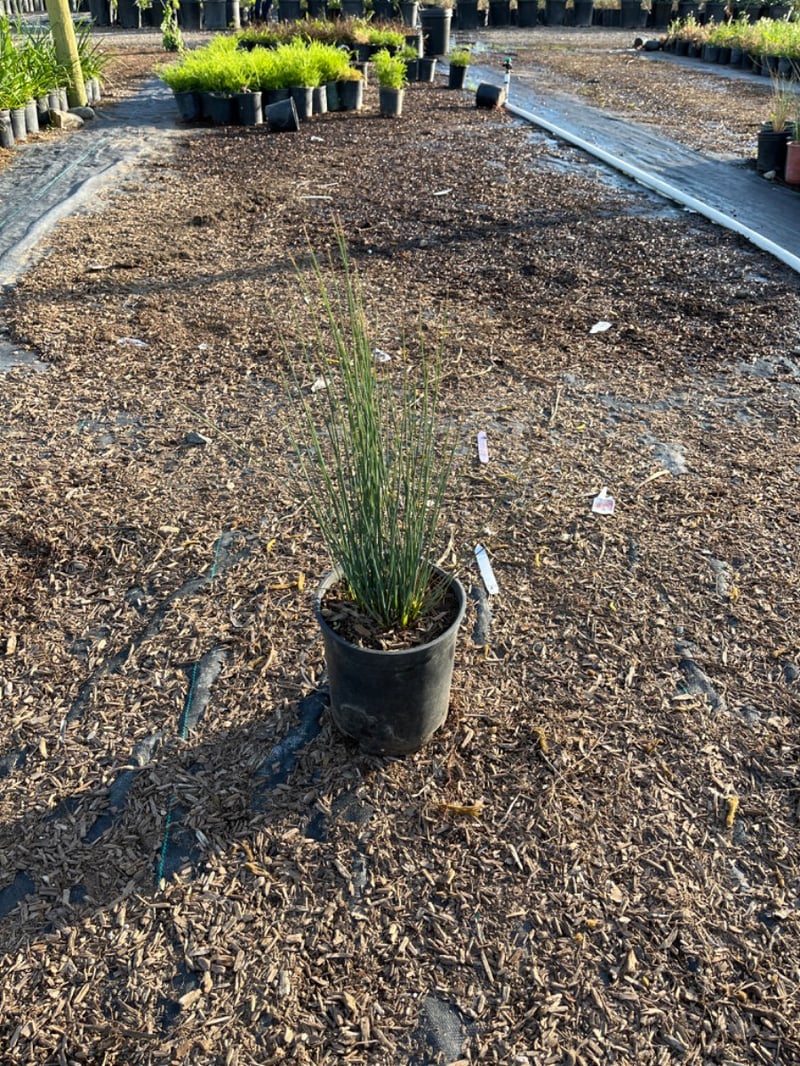 Photo for Juncus patens 'Elk Blue' (Elk Blue California Gray Rush)