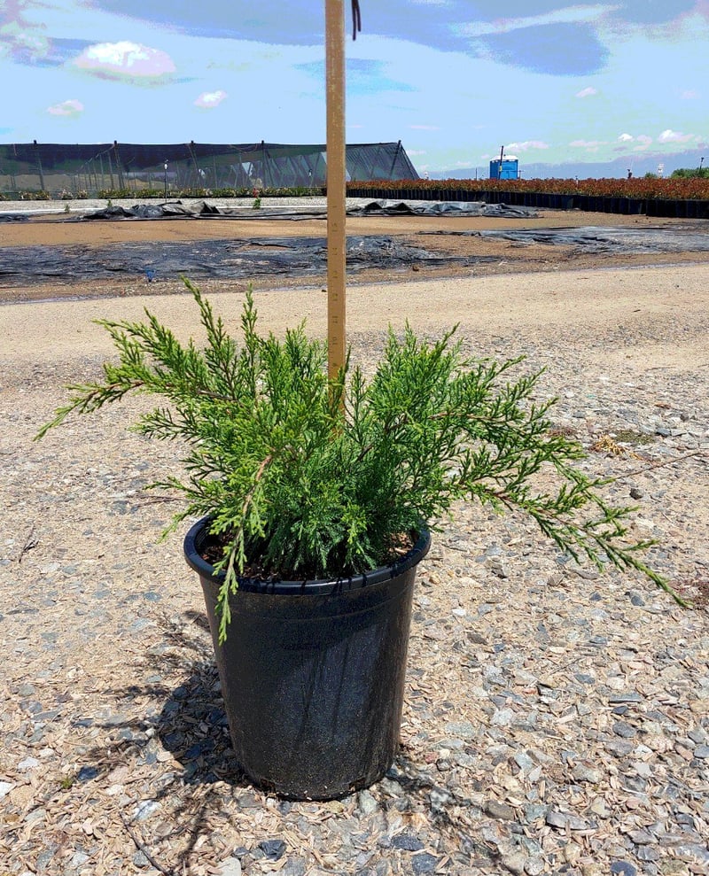 Photo for Juniperus x pfitzeriana 'Sea Green' (Sea Green Juniper)