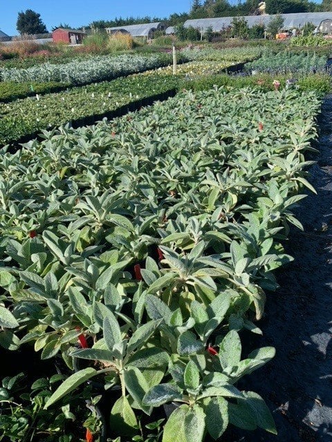Photo for Stachys byzantina 'Countess Helen von Stein' (Countess Helen Von Stein Lamb's Ears)
