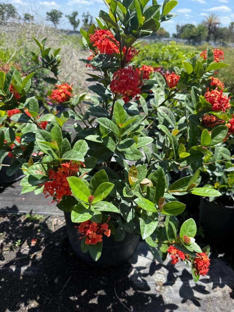 Photo for Ixora 'Maui Red' (Maui Red Ixora)