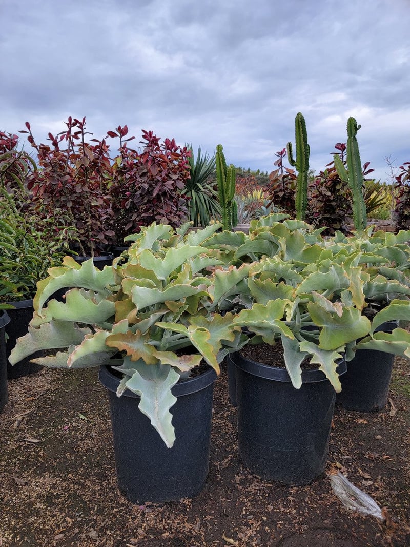 Photo for Kalanchoe beharensis (Felt Plant)