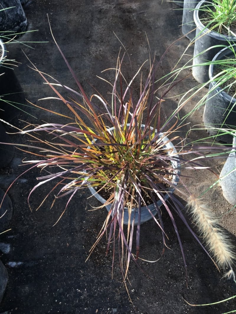 Photo for Pennisetum setaceum 'Rubrum' (Purple Fountain Grass)