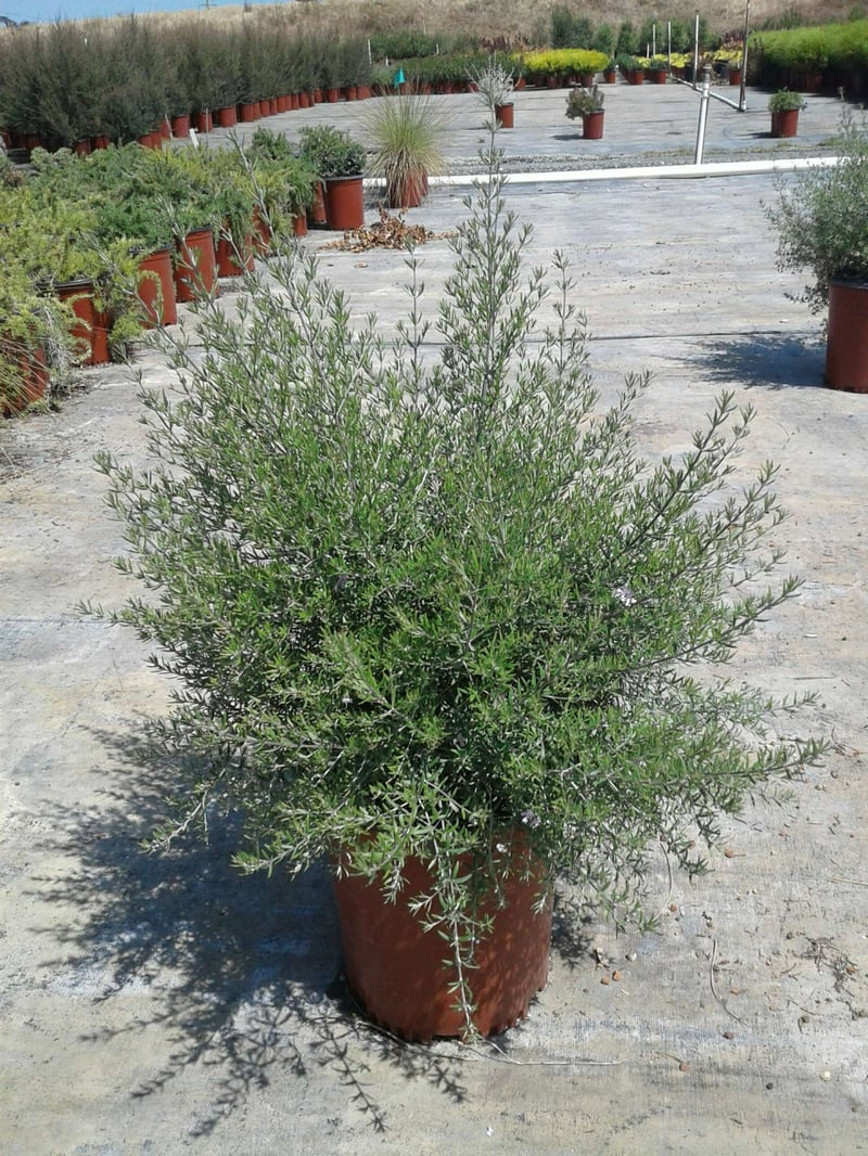 Photo for Westringia 'Wynyabbie Gem' (Wynyabbie Gem Coast Rosemary)