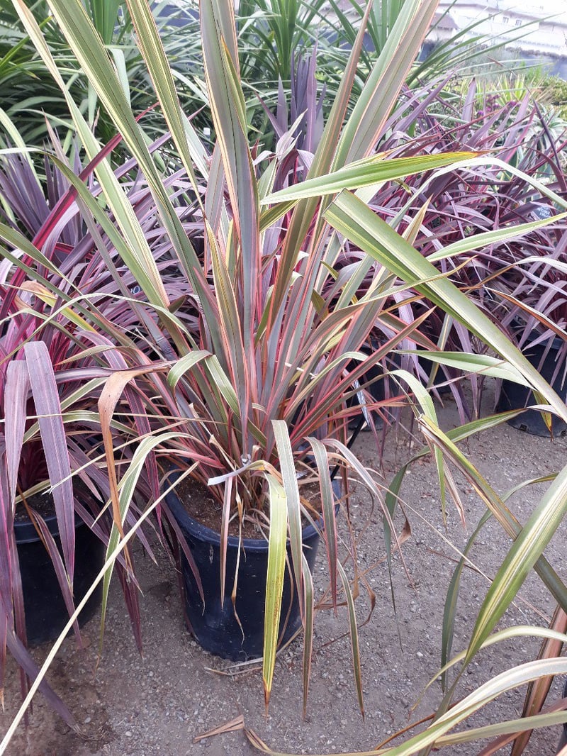 Photo for Phormium 'Sundowner' (Sundowner New Zealand Flax)