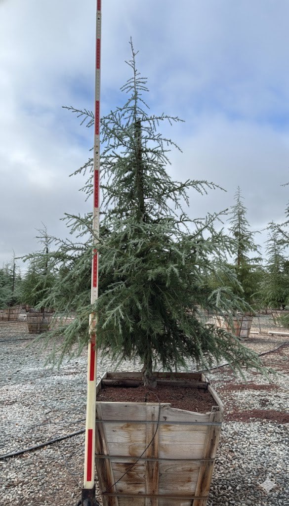 Photo for Cedrus deodara (Deodar Cedar)