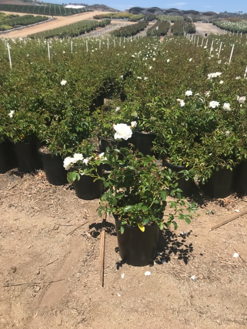 Photo for Rosa acicularis 'Iceberg' (Iceberg Rose)