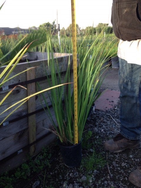 Photo for Dietes (any variety) (Fortnight Lily)