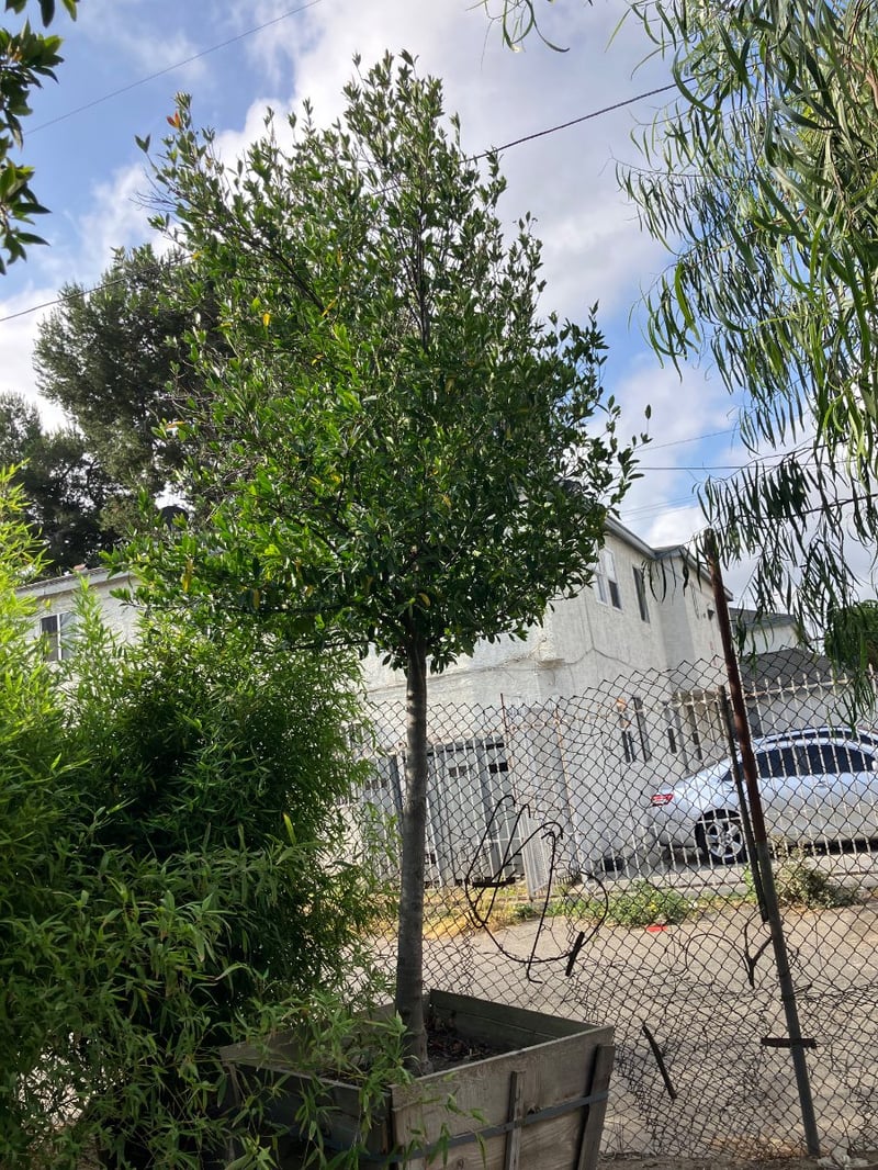 Photo for Prunus caroliniana (Standard) (Cherry Laurel Tree)