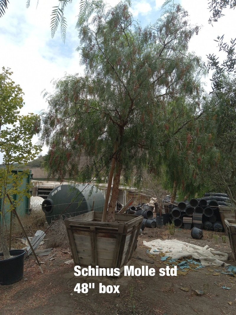 Photo for Schinus molle (Standard) (California Pepper)