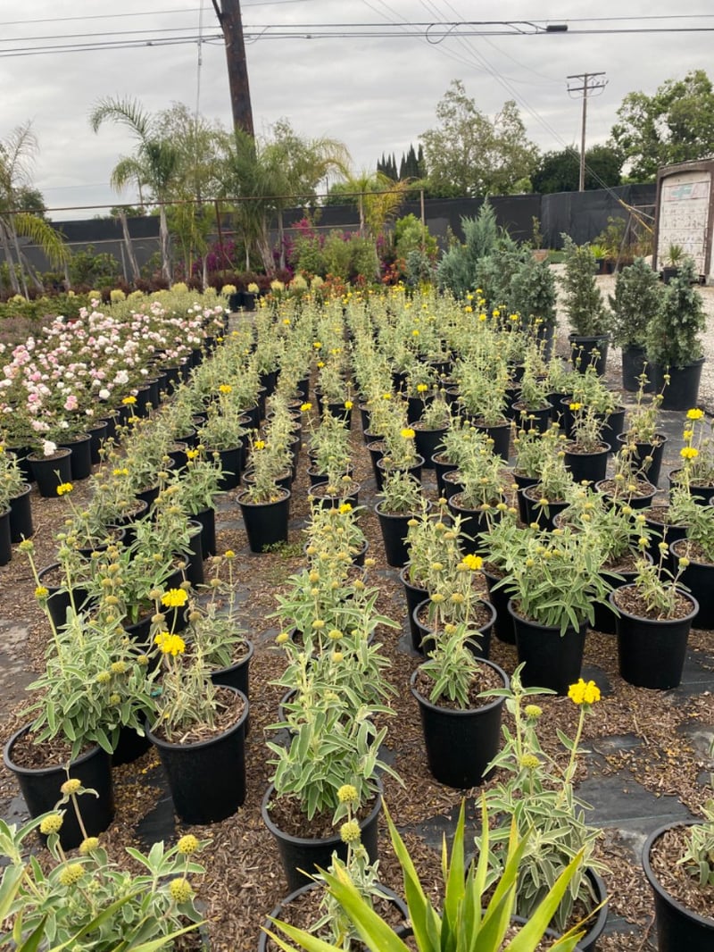 Photo for Phlomis fruticosa (Jerusalem Sage)