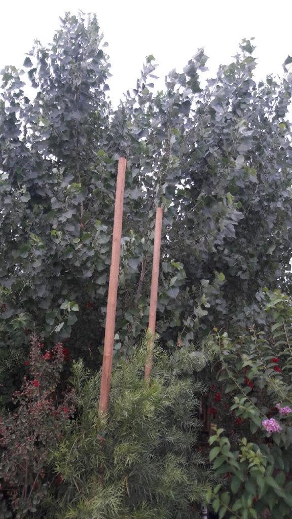 Photo for Populus fremontii (Western Cottonwood)
