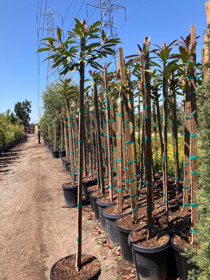 Photo for Eriobotrya deflexa (Bronze Loquat)