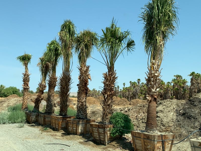 Photo for Livistona decora (Ribbon Palm)