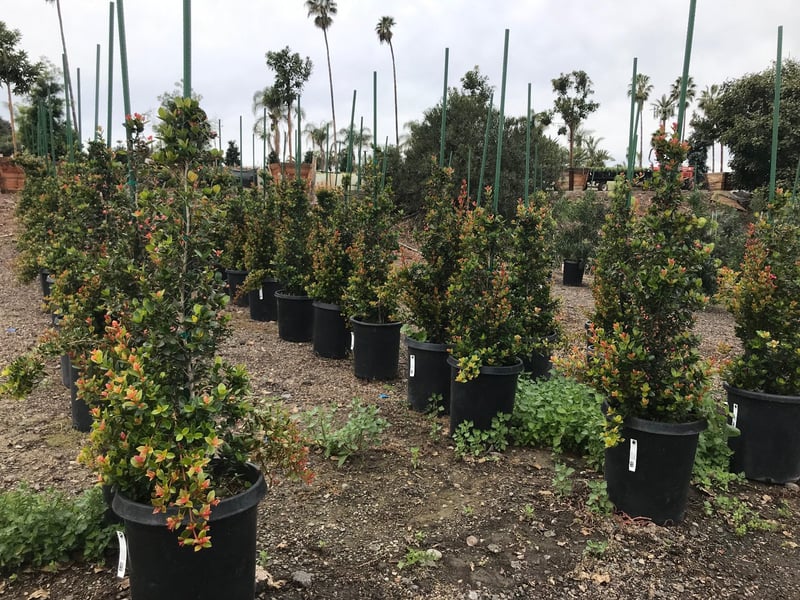 Photo for Eugenia myrtifolia (Brush Cherry)