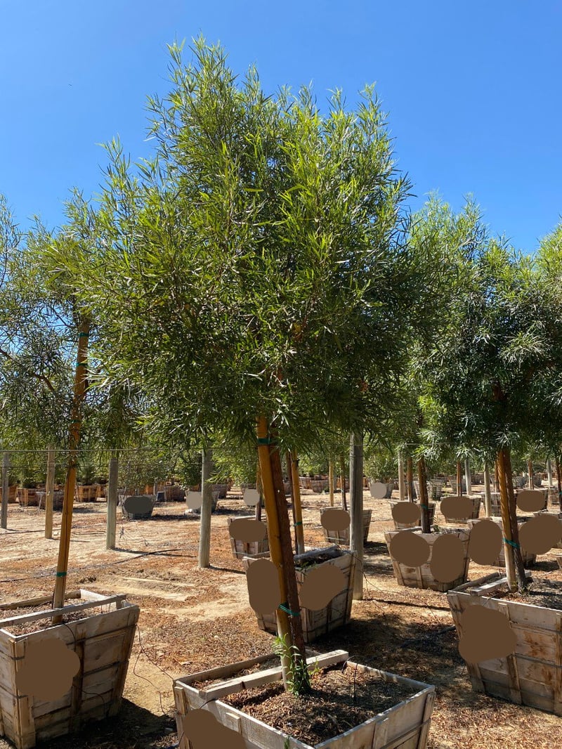 Photo for Rhus lancea (African Sumac)