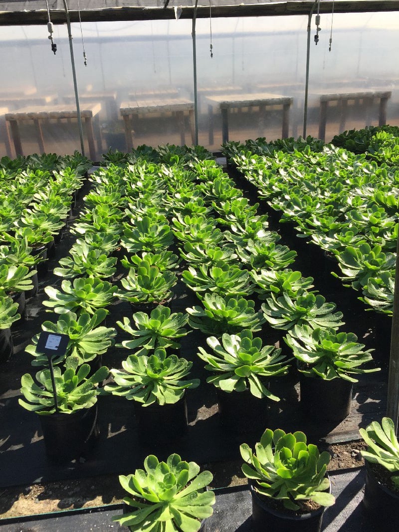 Photo for Aeonium 'Mint Saucer' (Green Aeonium)