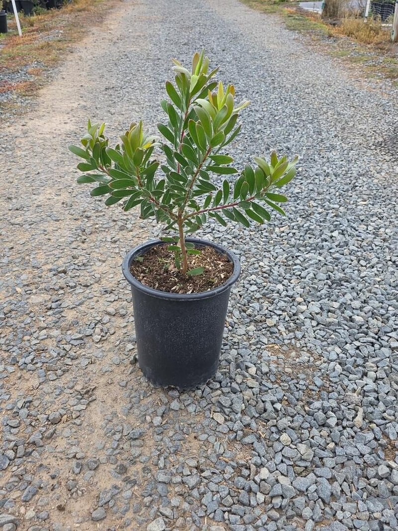 Photo for Leucadendron 'Safari Goldstrike'  (Yellow Conebush)