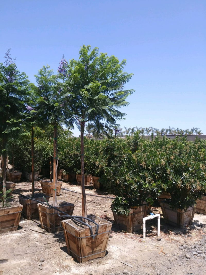 Photo for Jacaranda mimosifolia (Standard) (Jacaranda)