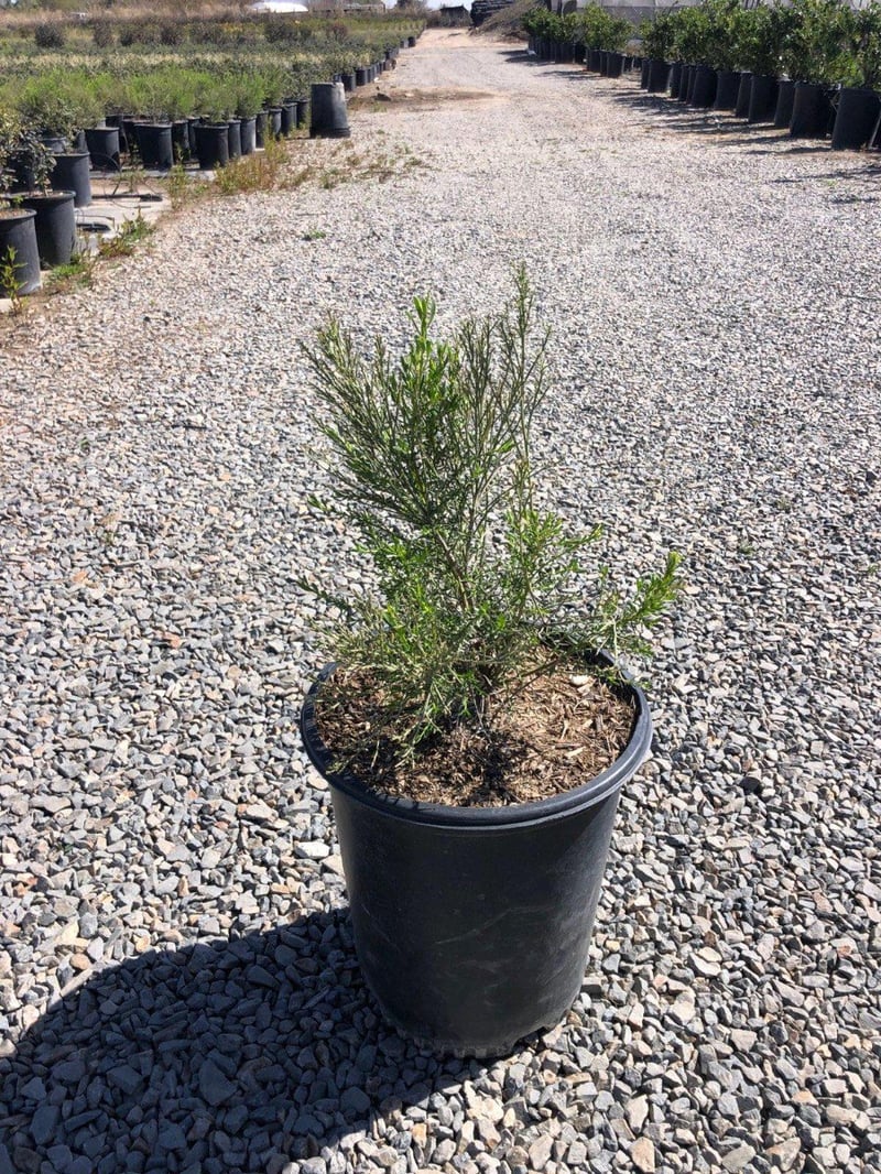 Photo for Baccharis hybrid 'Starn' (Thompson Desert Broom)