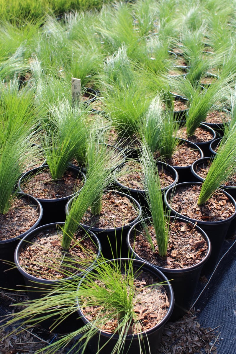 Photo for Stipa tenuissima (Nassella tenuissima) (Mexican Feather Grass)